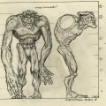 Anatomical Study - Troll